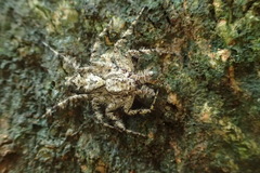 Phaeacius malayensis