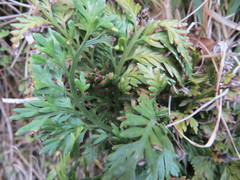 Asplenium appendiculatum appendiculatum