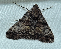 Gastrinodes argoplaca