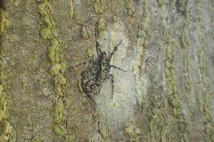 Phaeacius malayensis