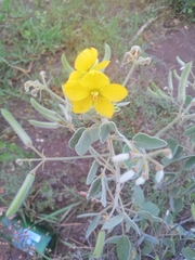 Senna durangensis