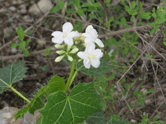 Cnidoscolus tehuacanensis