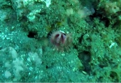 Serpula vermicularis