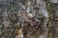 Phaeacius malayensis