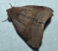 Bastilla hamatilis