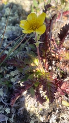 Geum rossii