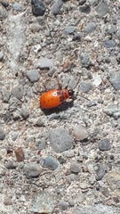 Pyrrhocoris apterus