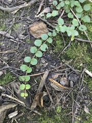 Lysimachia nummularia