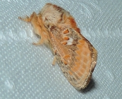Pseudanapaea