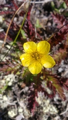 Geum rossii