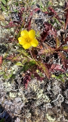 Geum rossii