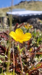 Geum rossii