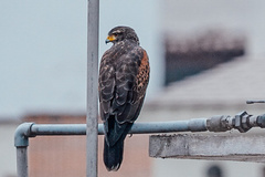 Parabuteo unicinctus