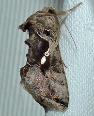 Chrysodeixis subsidens