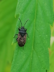 Drymus sylvaticus