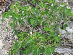 Cnidoscolus tehuacanensis