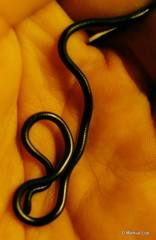 Leptotyphlopidae