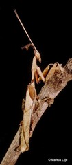Phyllocrania