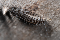 Cypherotylus californicus