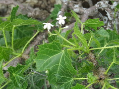 Cnidoscolus tehuacanensis
