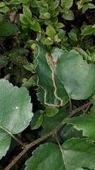 Agromyza alnibetulae