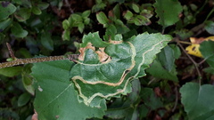 Agromyza alnibetulae