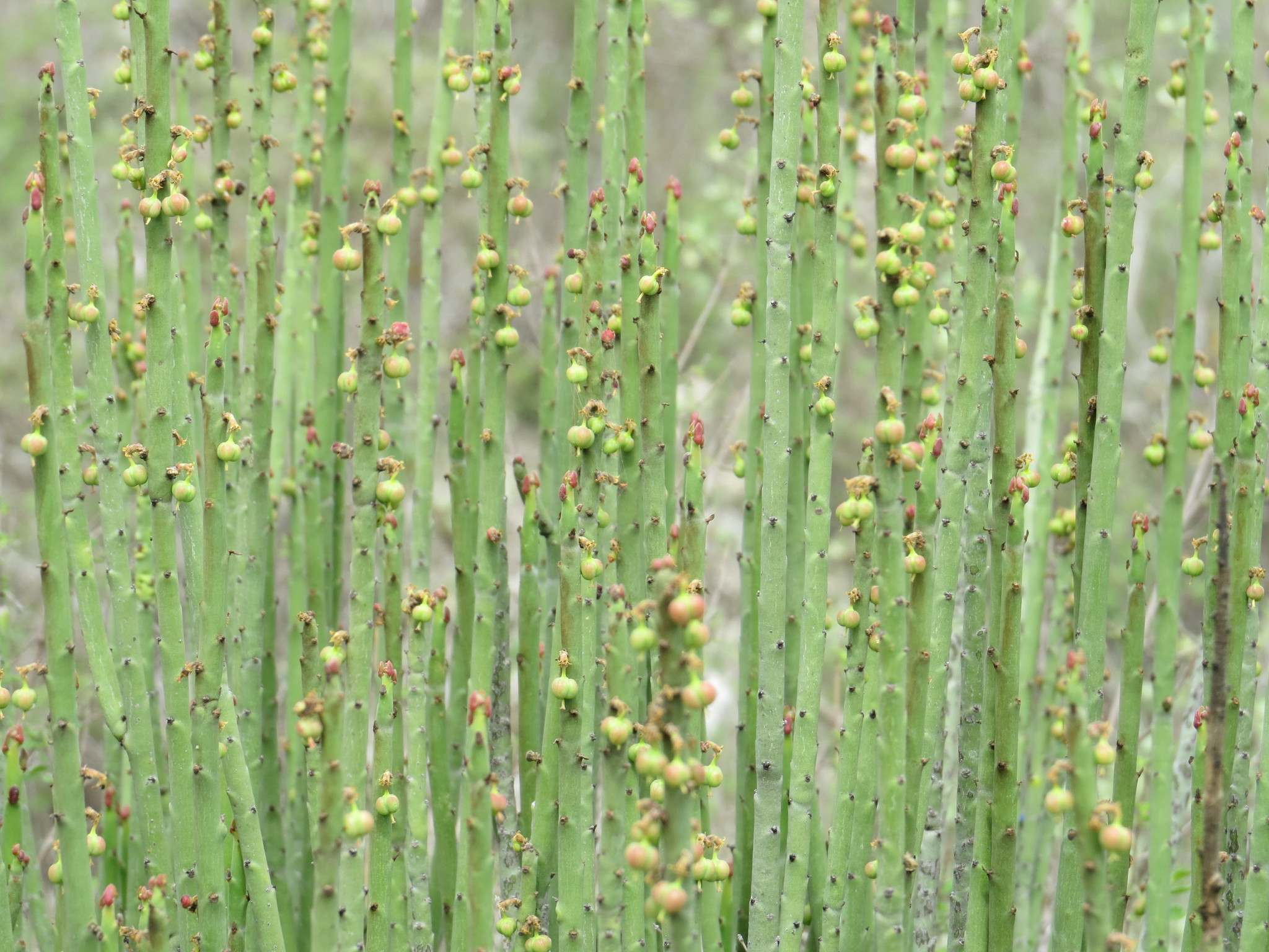 Euphorbia rossiana