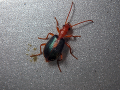 Brachinus sclopeta