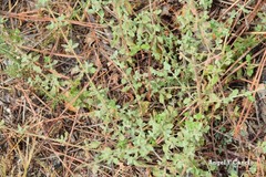 Cistus lasianthus alyssoides