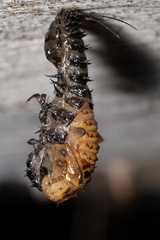 Cypherotylus californicus