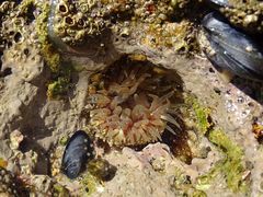 Anthopleura biscayensis
