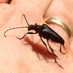 Stenocorus cylindricollis