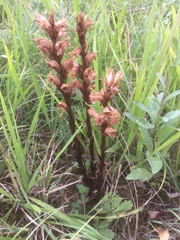 Orobanche elatior