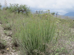 Euphorbia rossiana