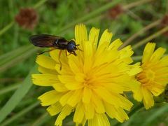 Pyrophaena granditarsis