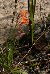 Tritonia moggii