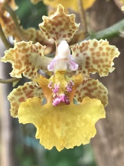 Trichocentrum andreanum