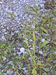 Panicum philadelphicum philadelphicum