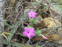 Ruellia rosea