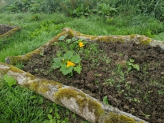 Cucurbita maxima maxima