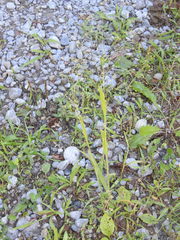 Panicum philadelphicum philadelphicum