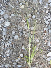 Panicum philadelphicum philadelphicum