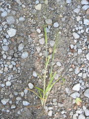 Panicum philadelphicum philadelphicum