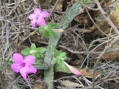 Ruellia rosea