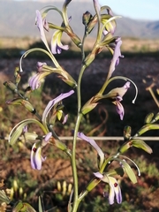 Babiana sinuata
