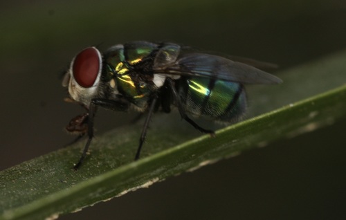 Hairy Maggot Blow Fly photo 5