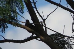 Turdus leucomelas