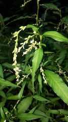 Persicaria mitis