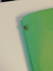 Menemerus semilimbatus