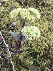 Hylotelephium maximum